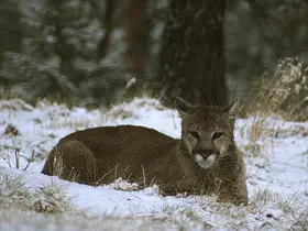 ABD’de Rocky Dağları’nda yürüyüş yapan kadın puma saldırısında öldü
