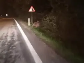 Aç kalan ayılar yollara düştü
