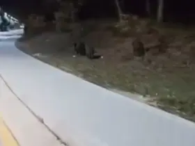 Aç kalan domuz sürüleri, üniversite kampüsüne indi
