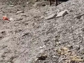Aç kalan domuzlar sahile indi
