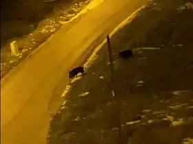 Aç kalan domuzlar şehre indi
