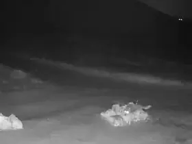 Aç kalan kurtlar köye indi
