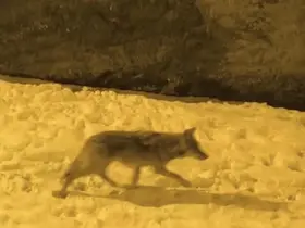 Aç kalan kurtlar şehir merkezine indi
