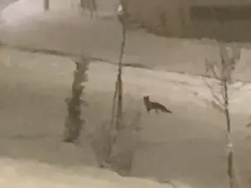 Aç kalan tilki şehir merkezine indi
