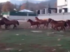 Aç kalan yılkı atları şehir merkezine indi
