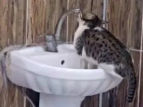 Acil serviste lavaboya çıkan kedi musluğu açıp su içti
