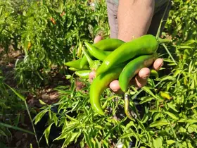 Acısıyla meşhur Kayaca biberinde hasat sona erdi

