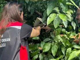 Adana’da Akdeniz meyve sineğiyle mücadele sürüyor
