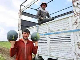 Adana’da karpuz hasadında sona gelindi

