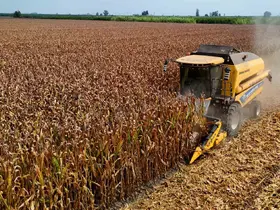 Adana’da mısır hasadı sürüyor, çiftçinin gözü alım fiyatında

