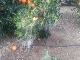 Adana’da portakal ağaçları buz tuttu
