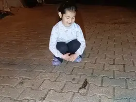 Adana’da ’semender’ görüldü
