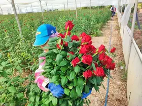 Adana’da seralarda gül hasadı başladı
