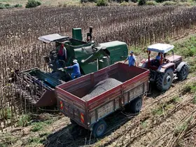 Adana’da yağlık ayçiçeği hasadı başladı: Yüksek rekolte üreticiyi sevindirdi
