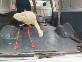 Adana’da yaralı leyleğe vatandaş sahip çıktı
