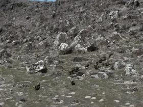 Adilcevaz’da domuzlar çiftçileri bezdirdi
