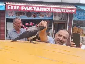 Adilcevaz’da kasap ile karga arasındaki sıra dışı dostluk gülümsetti
