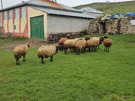 Adilcevaz’da kurt saldırısı: 3 koyun telef oldu, 20 koyun yaralandı
