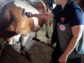 Afyonkarahisar’da şap hastalığıyla mücadele sürüyor
