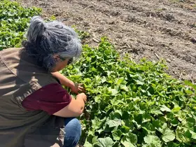 Afyonkarahisar’da tarım arazilerinde saha kontrolleri sürüyor
