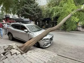 Ağaç otomobilin üzerine devrildi
