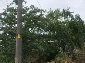 Ağaçların içinden geçen elektrik telleri tehlike saçıyor
