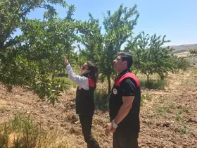 Ağın’da badem bahçelerine hastalık ve zararlı kontrolü
