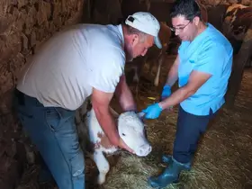 Ağın’da büyükbaş hayvanlarda aşılama ve küpeleme çalışması
