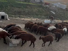 Ağrı’da besicilerde sonbahar hareketliliği
