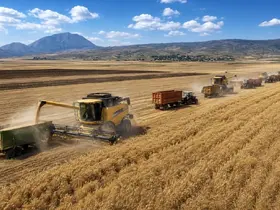 Ağrı’da buğday hasadı başladı, verim beklentisi yükseldi
