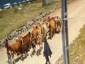 Ağrı’da çalınan 22 büyükbaş hayvandan 15’i bulundu
