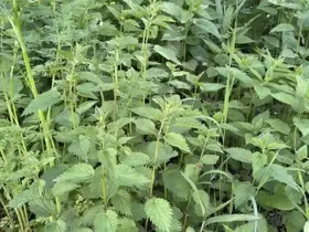 Ağrı’da ısırgan otu hasadı başladı
