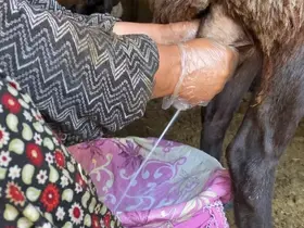 Ağrı’da koyun sütü ekonomiye kazandırılıyor
