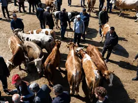 Ağrı’da kurban pazarı hareketlendi, sevkiyatlar arttı
