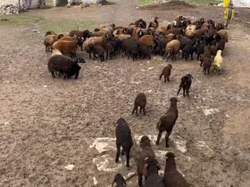 Ağrı’da kuzuların anneleri ile buluşması renkli anlara sahne oldu
