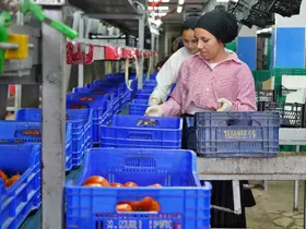 Ağustos ayında domates işlem miktar endeksi yüzde 56,70 azaldı
