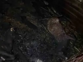 Ahır yandı, 7 hayvan telef oldu
