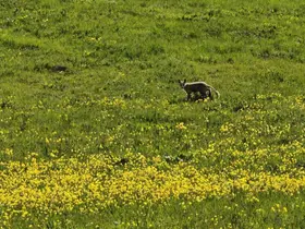 Ahlat kırsalında yiyecek arayan tilki görüntülendi
