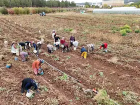 ’Akademik’ patateslerin hasadı başladı
