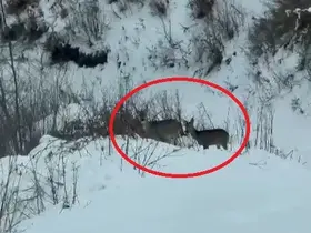 Akdağ’da karacalar görüntülendi
