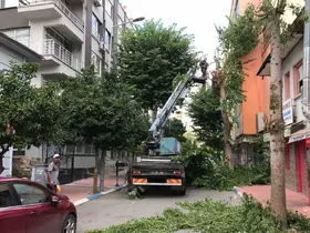 Akdeniz’de ağaçlara sonbahar bakımı

