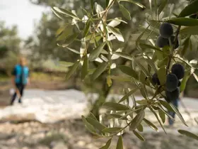Akhisar’da zeytin için tarihi buluşma
