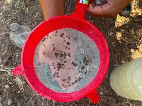 Akhisar’da zeytin sineğine karşı alarm
