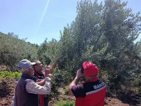 Akhisar’da zeytin üreticilerine hastalık ve zararlı uyarısı
