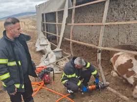 Aksaray’da büyükbaş hayvan yüklü tır devrildi