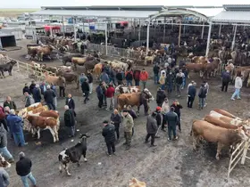 Aksaray’da hayvan pazarında kurban hareketliliği yaşanıyor
