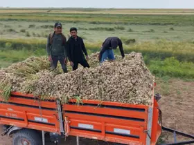 Aksaray’ın ata tohumundan yetiştirilen organik sarımsakların hasadı başladı

