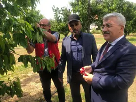 Akşehir Kirazı’nın geleceği sahada değerlendirildi