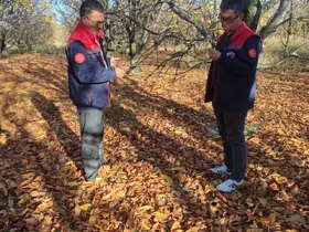 Akşehir kirazında saha incelemeleri devam ediyor
