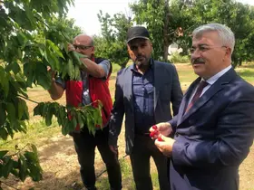 Akşehir Kirazı’nın geleceği sahada değerlendirildi
